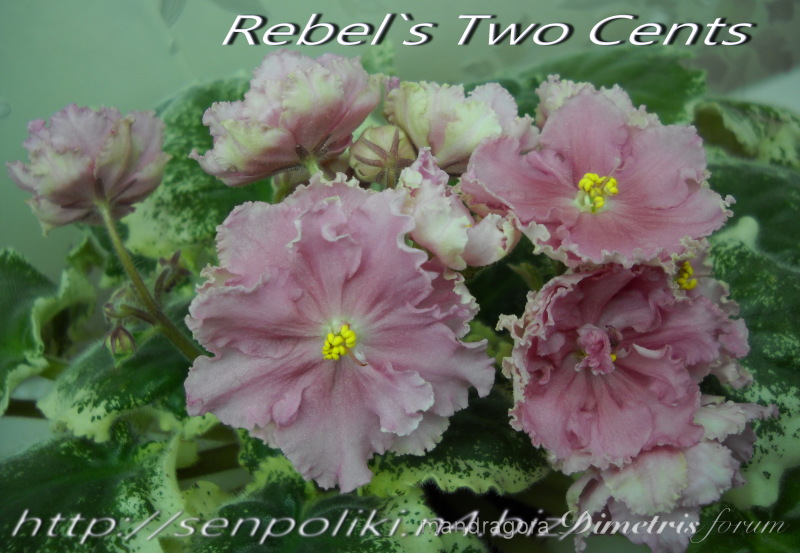 Rebel`s Two Cents 3.jpg