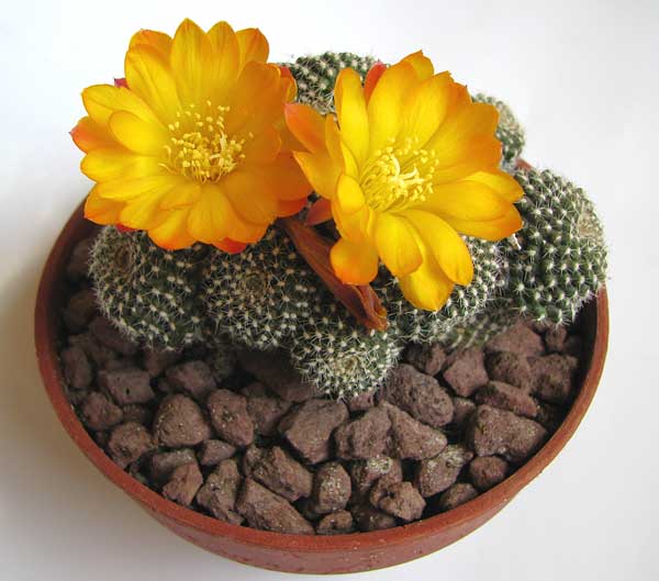 Rebutia krainziana var. orange-023.jpg