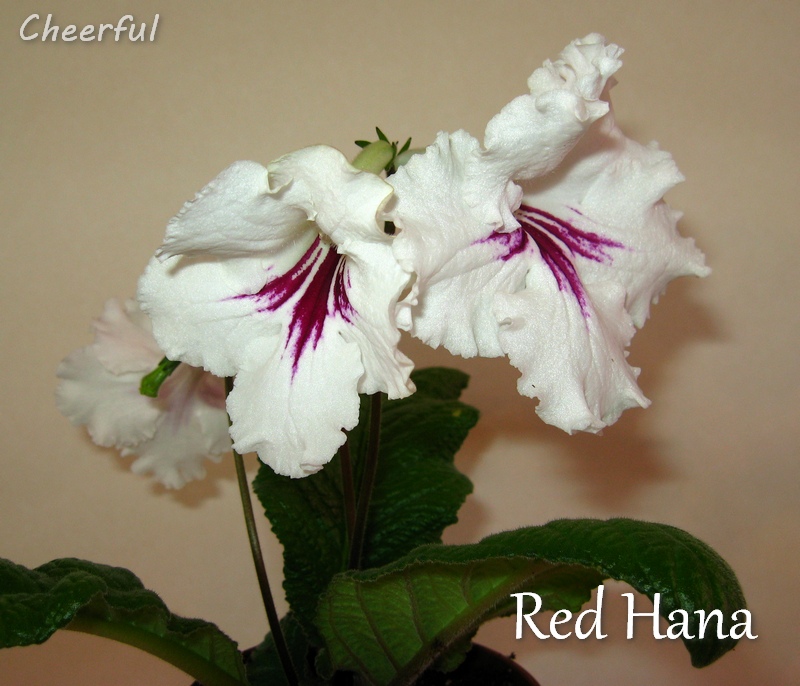 red hana 30.04.15 2.jpg