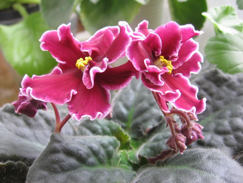 Red Lantern_9644llll.jpg