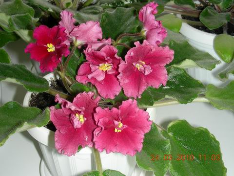 Resize of DSCN6844.JPG