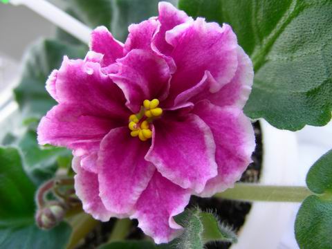 Resize of DSCN8013.JPG