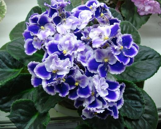 Rhapsodie Cora Тамара Белова DSC00001 (53)-1.JPG