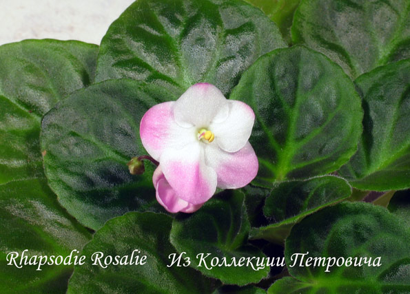Rhapsodie-Rosalie.jpg