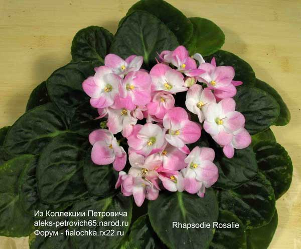 Rhapsodie-Rosalie.jpg