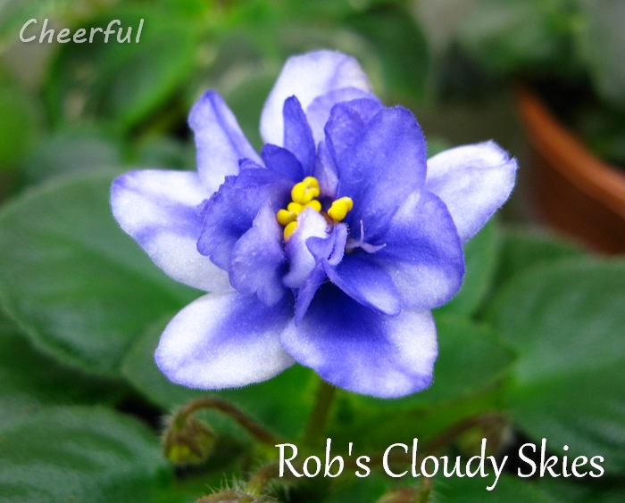 robs cloudy skies 02.02.15 2.jpg