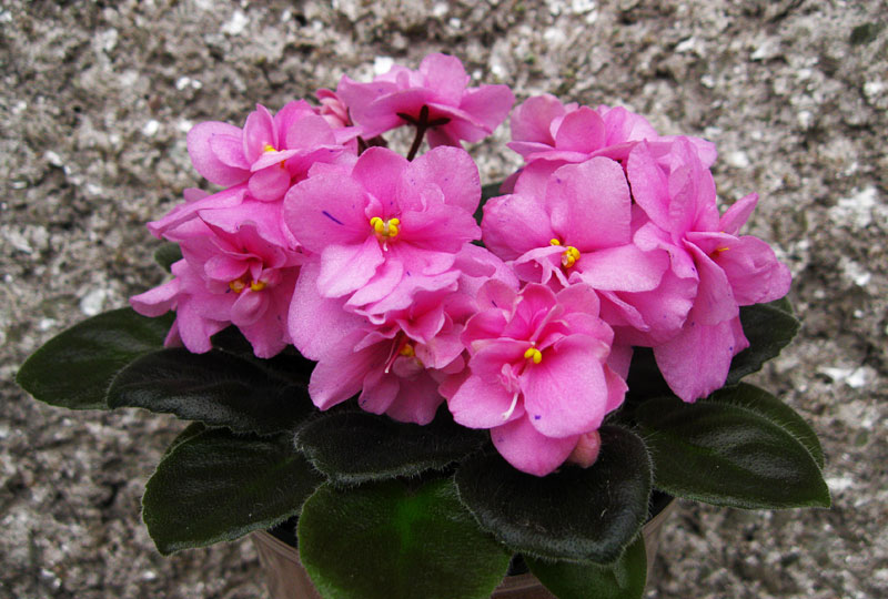 Rob's Dust Storm.jpg