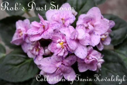 Rob's Dust Storm 1.jpg