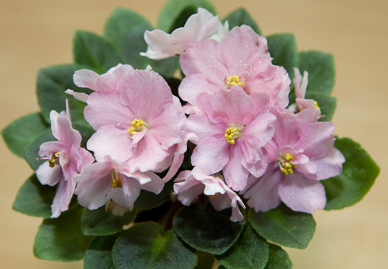 rob's itty bitty02.jpg