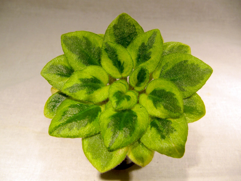 Rob's Lucky Charm3.jpg