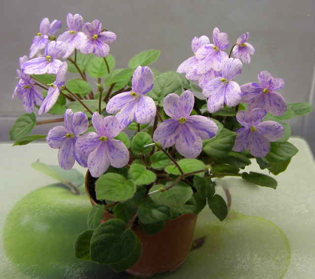 Rob's Miriwini_fl.jpg