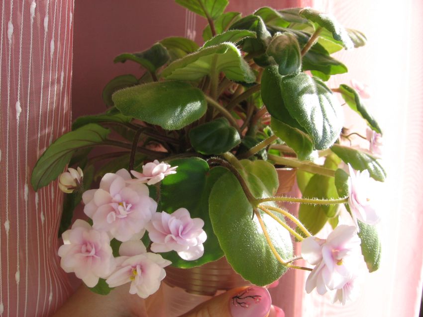 Rob's Vanilla Trail_1817.jpg