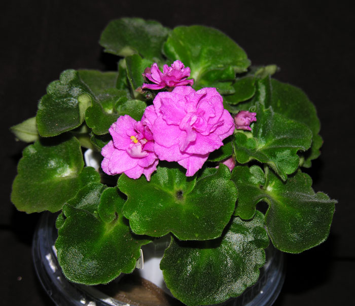 Rococo-Rose1.jpg