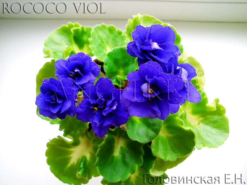 Rococo Viol (10) .jpg