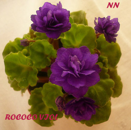 Rococo-Viol.jpg