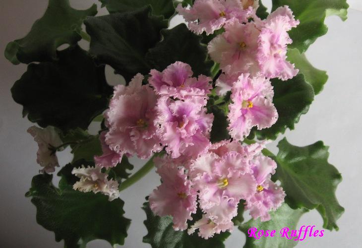 Rose Ruffles.jpg
