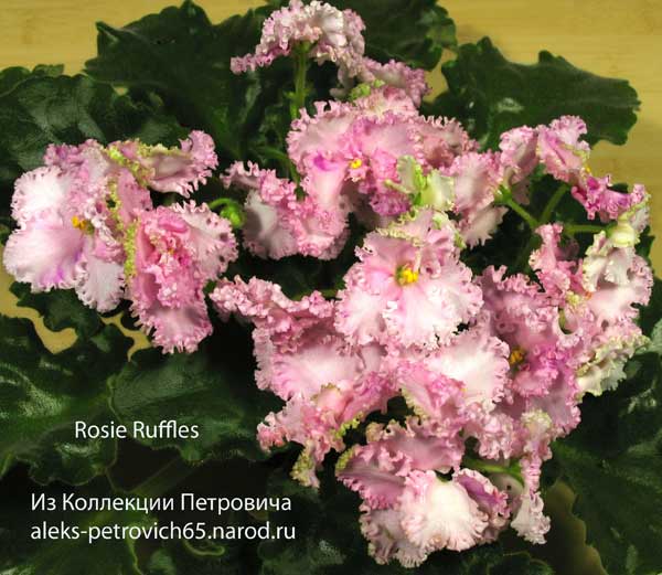 Rosie-Ruffles.jpg