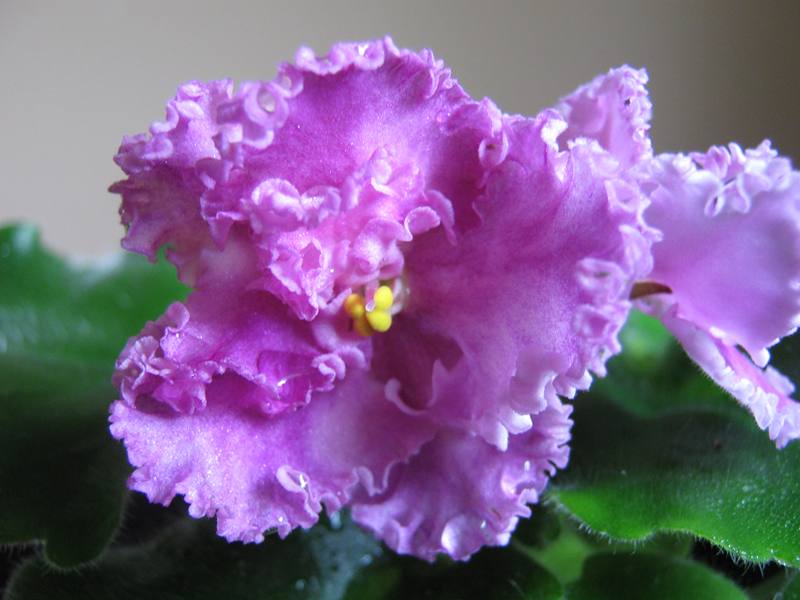 Rossie Ruffles IMG_2054.jpg