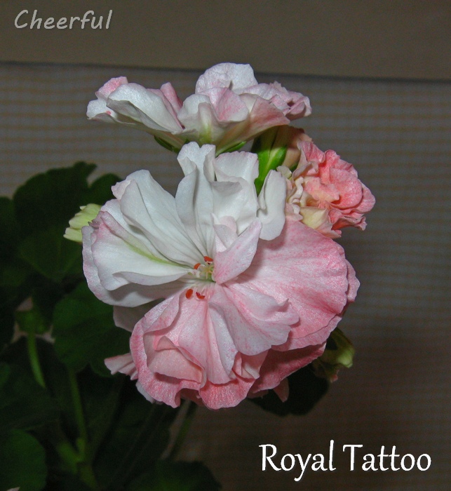 royal tattoo 22.05.16 2.JPG