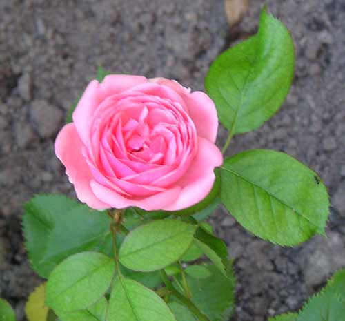 roze p.jpg