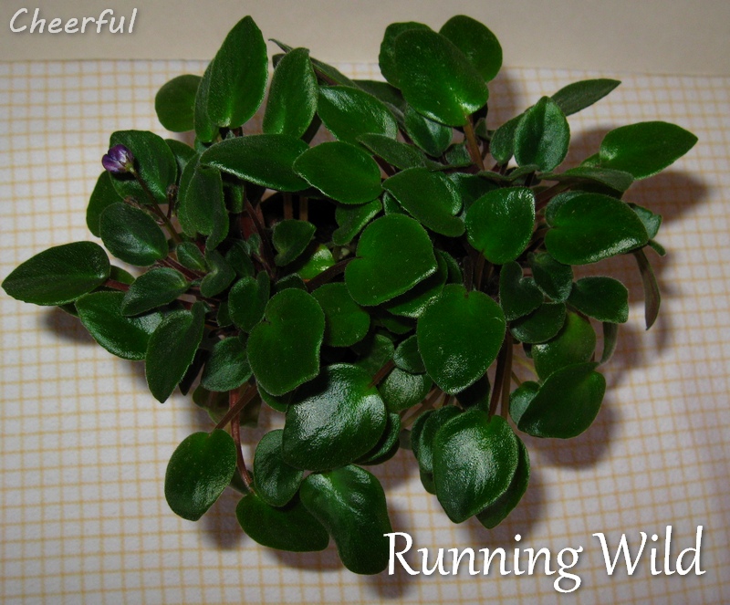 running wild 12.05.15.jpg