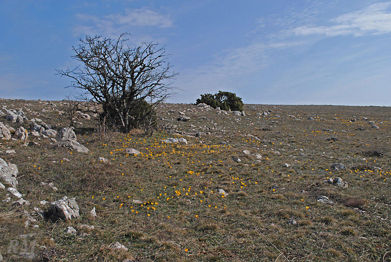 s14.jpg