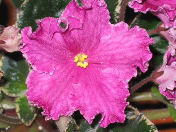 saintpaulia Buckey melancholy Mood копия.jpg