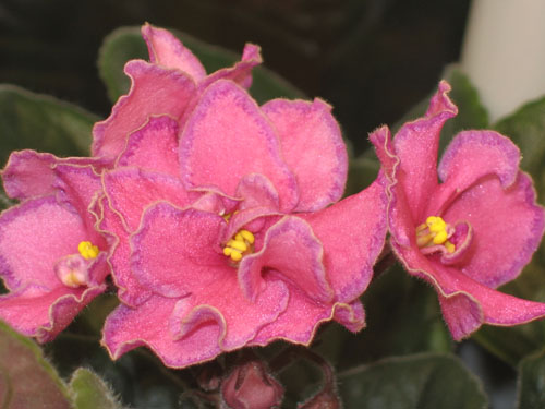 saintpaulia Ode to beauty 4 копия.jpg