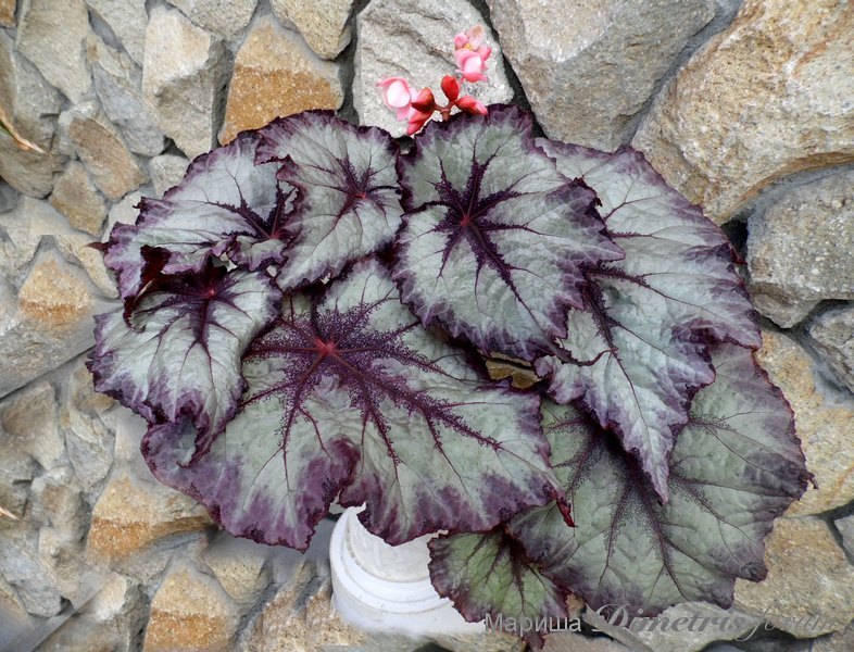 SAM_0053 DS-Паутинка.jpg