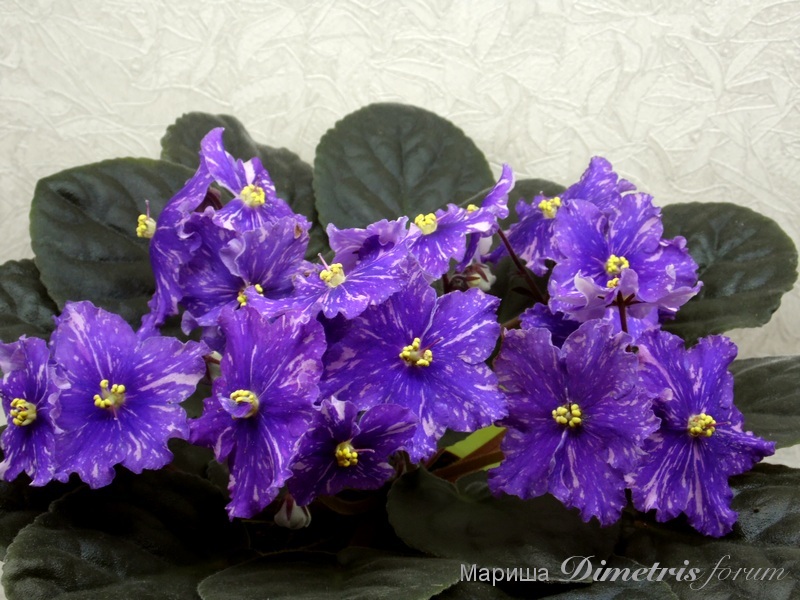 SAM_1289 Ан-Рио-Рита.jpg