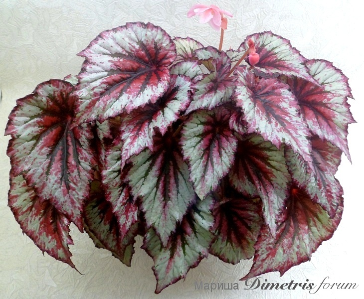 SAM_2892Begonia Evening Glow.jpg