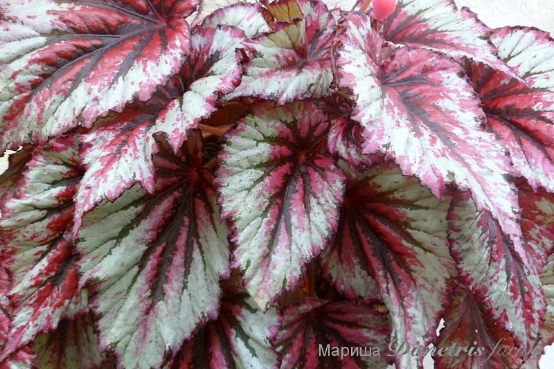 SAM_2916Begonia Evening Glow.jpg