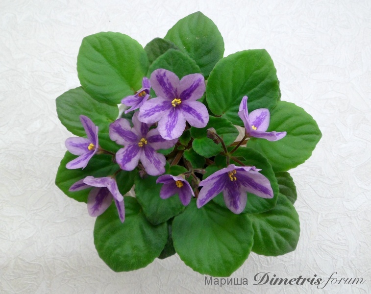 SAM_5316 Лавандовая Сказка.jpg