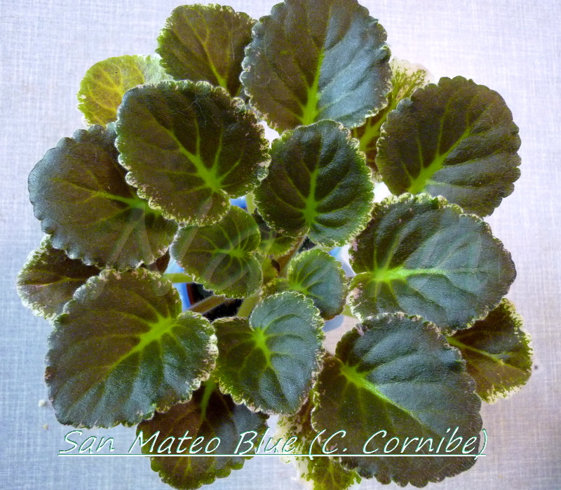 San Mateo Blue 09-05-2013.jpg