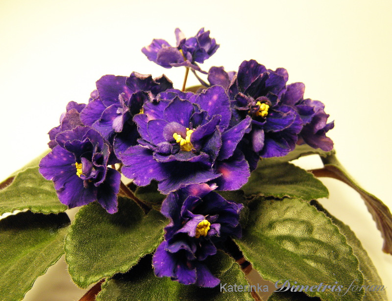 satin_magic_111.jpg