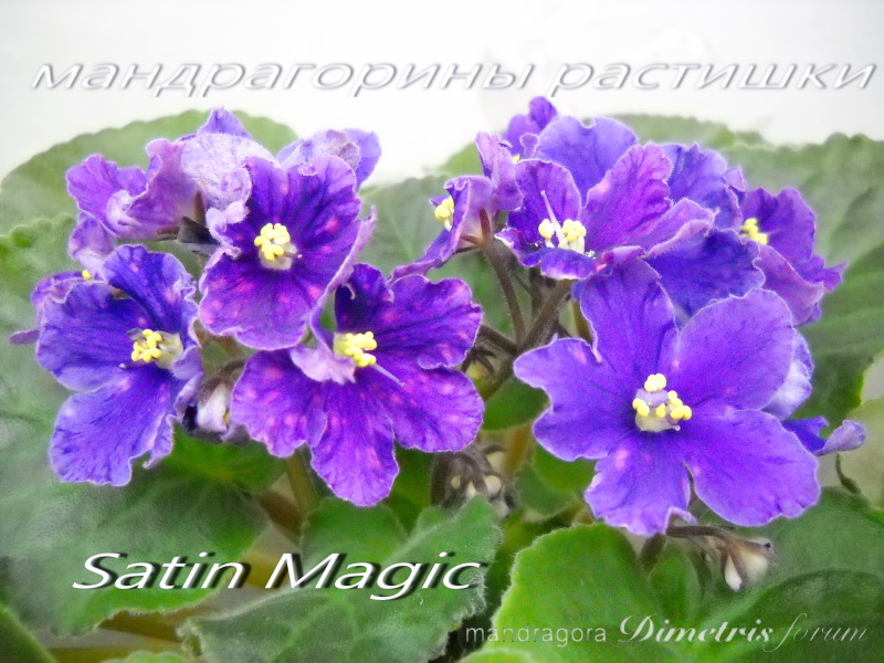 Satin Magic.jpg