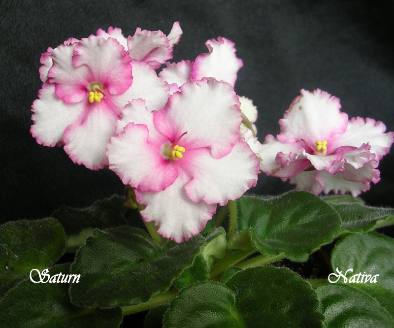 Saturn (Anthofiores.jpg