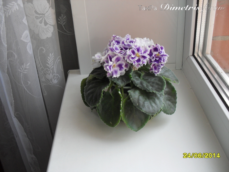 SDC15895.JPG