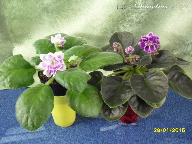 SDC17261.jpg