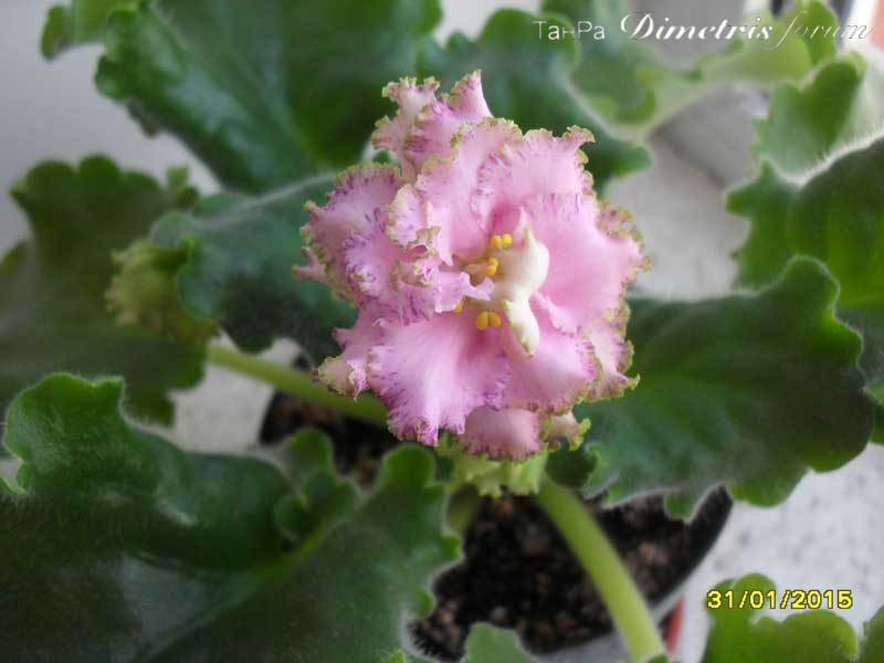 SDC17279.jpg