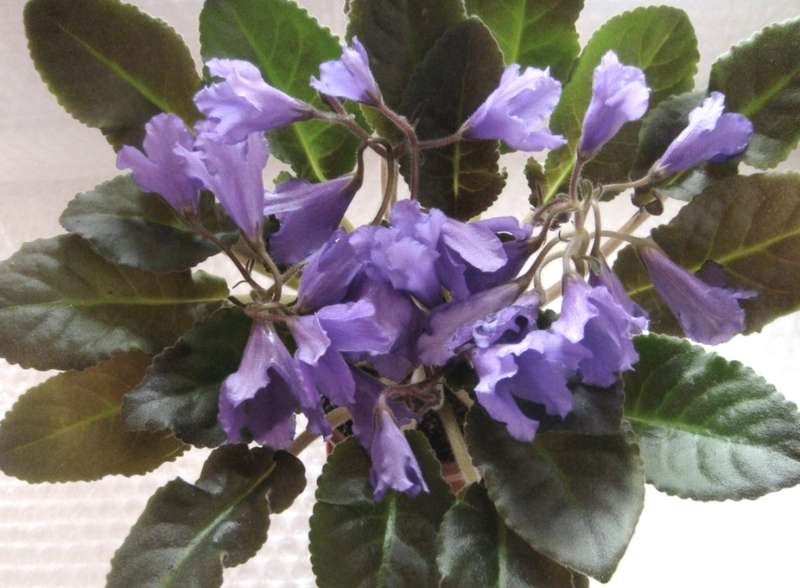 Senk's Big Bells.jpg