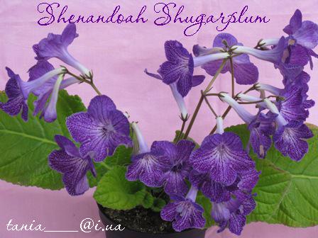 Shenandoah Shugarplum 1.jpg