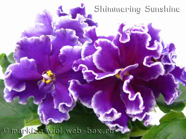 Shimmering-Sunshine.jpg