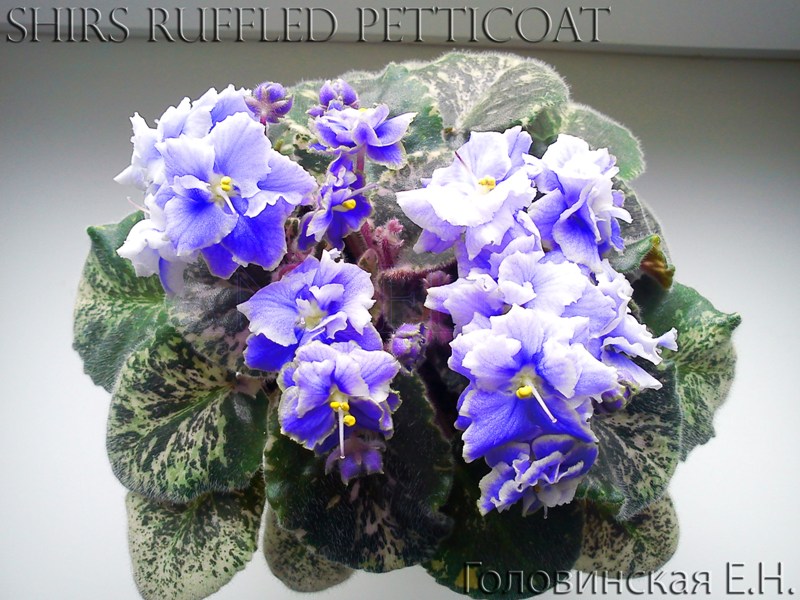 shirs ruffled petticoat3.jpg