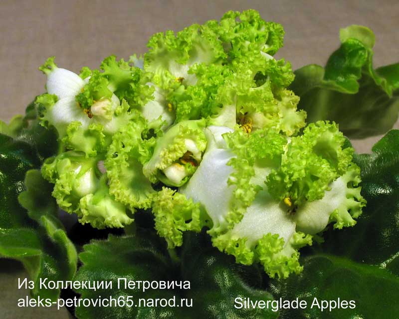 Silverglade-Apples.jpg