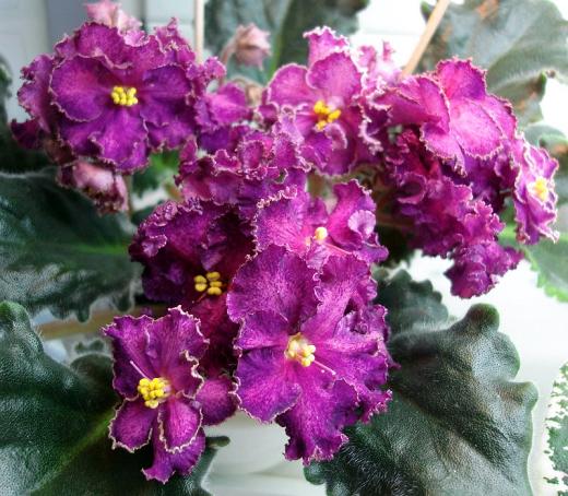 Skeeter Ирина Данилина DSC09532-1.JPG