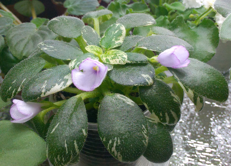 Sky-Bells(спорт).jpg