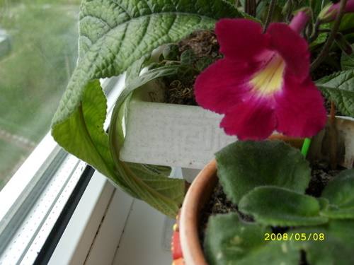 SL270087.JPG