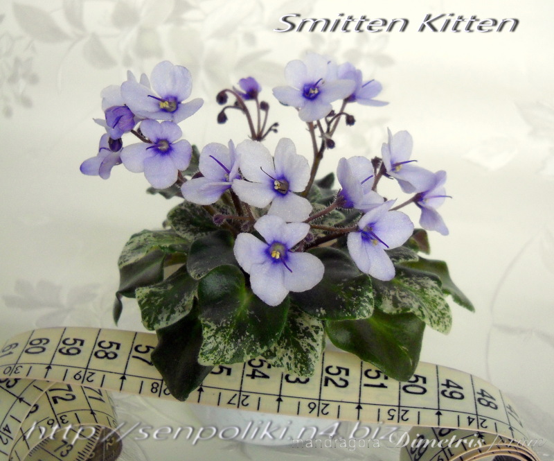 Smitten Kitten 3.jpg