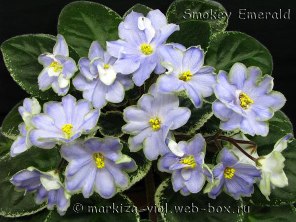 Smokey-Emerald31.jpg